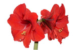 Amaryllis Bulbs for Planting - Top Size Bulbs - Grow Amazing Amaryllis Flowers