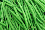 String Bean Bush Blue Lake | 50+ Seeds + | Non-GMO, Heirloom Seeds, Grow Your Own Food | Vegetable Seeds for Planting