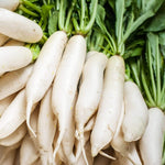 100+ Radish Seeds for Planting | Non-GMO White Icicle Radish Seeds