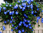 300+ Blue Morning Glory Vine Seeds | Beautiful Climbing Vine, Blue Flowers