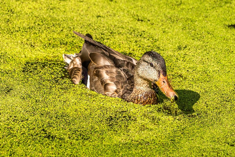 Duckweed Plants (Lemna Minor) - Use in Aquarium, Koi Pond, Aquascape