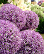 Pinball Wizard Allium - Flowering Onion - 1 Bulb - 20/+ cm Bulb