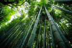 Giant Bamboo Seeds for Planting - 50+ Seeds - Grow Giant Bamboo, Privacy Screen, Good for Environment - Ships from Iowa