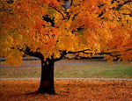 American Sycamore Tree - Live Plant - 10-12'' Tall - Quart Pot - Platanus occidentalis,Yellow