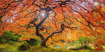 Sugar Maple Tree Seeds - 20+Seeds to Grow - Vibrant Yellow Fall Leaves - Acer Saccharum