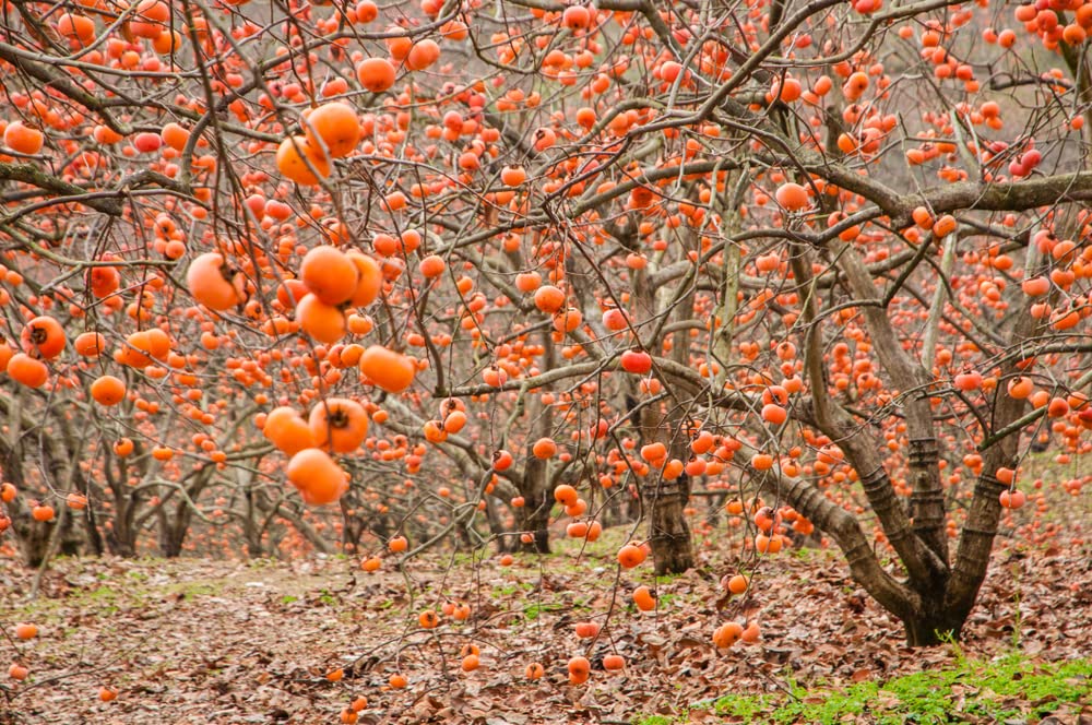 10 Persimmon Tree Seeds - Made in USA, Ships from Iowa - Popular Outdoor Tree or Bonsai
