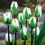 "Spring Green" Rembrandt Tulip Bulbs - Fresh Bulbs to Grow - Ships from Iowa, USA