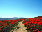 1500 Mikado Poppy Red Orange California Flower Eschscholzia Californica Flower Seeds