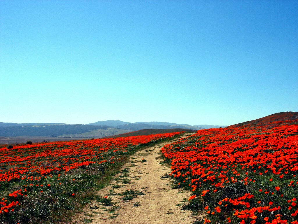1500 Mikado Poppy Red Orange California Flower Eschscholzia Californica Flower Seeds