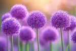 Purple Passion Allium Bulbs for Planting - Large Round Blooms are Deer Resistant and Attract Pollinators