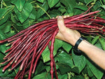 Yard-long Bean, Chinese Red Noodle Pole Bean/100 Seeds/heirloom , Non Gmo!
