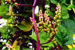 100+ Malabar Red Stem Spinach Seeds Herb Heirloom Non-GMO Phooi Leaf, Red Vine, Alugbati, Vietnamese, Ships from USA