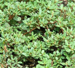 1500+ Purslane Seeds Green Plants Fresh Garden Seeds
