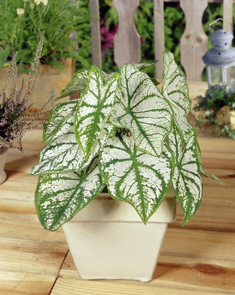10 White Christmas Caladium Bulbs for Planting - Perennial Hosta, Elephant Ears, Fancy (10 Bulbs)