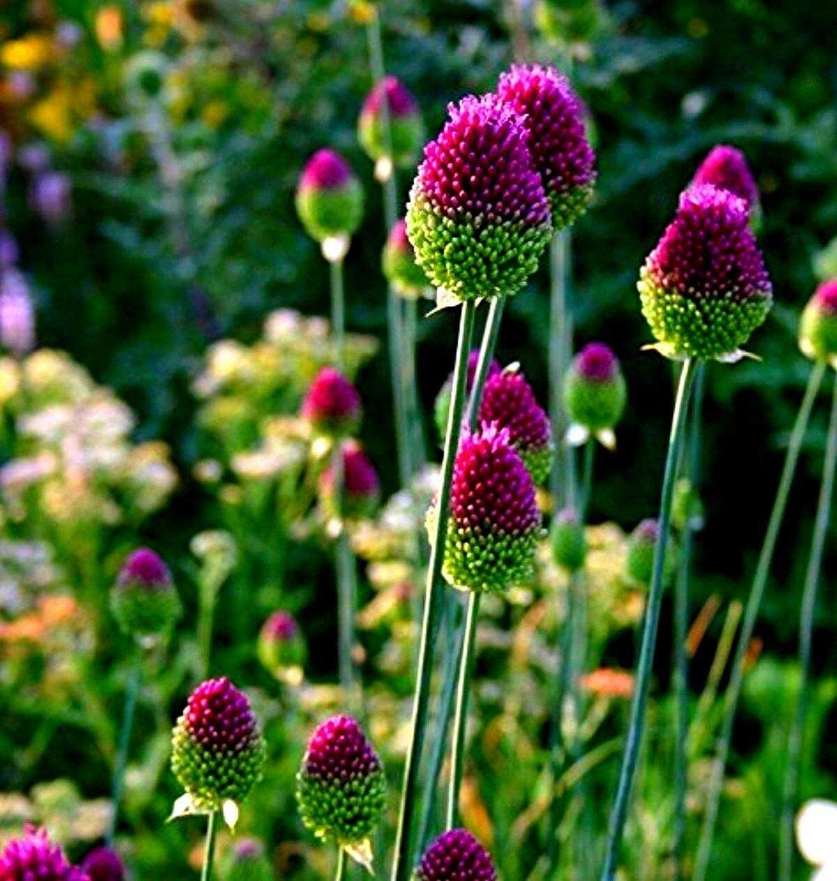 Drumstick Allium Bulbs - Easy to Grow Pennial Flowers, Deer Resistant - Ships from Iowa, USA