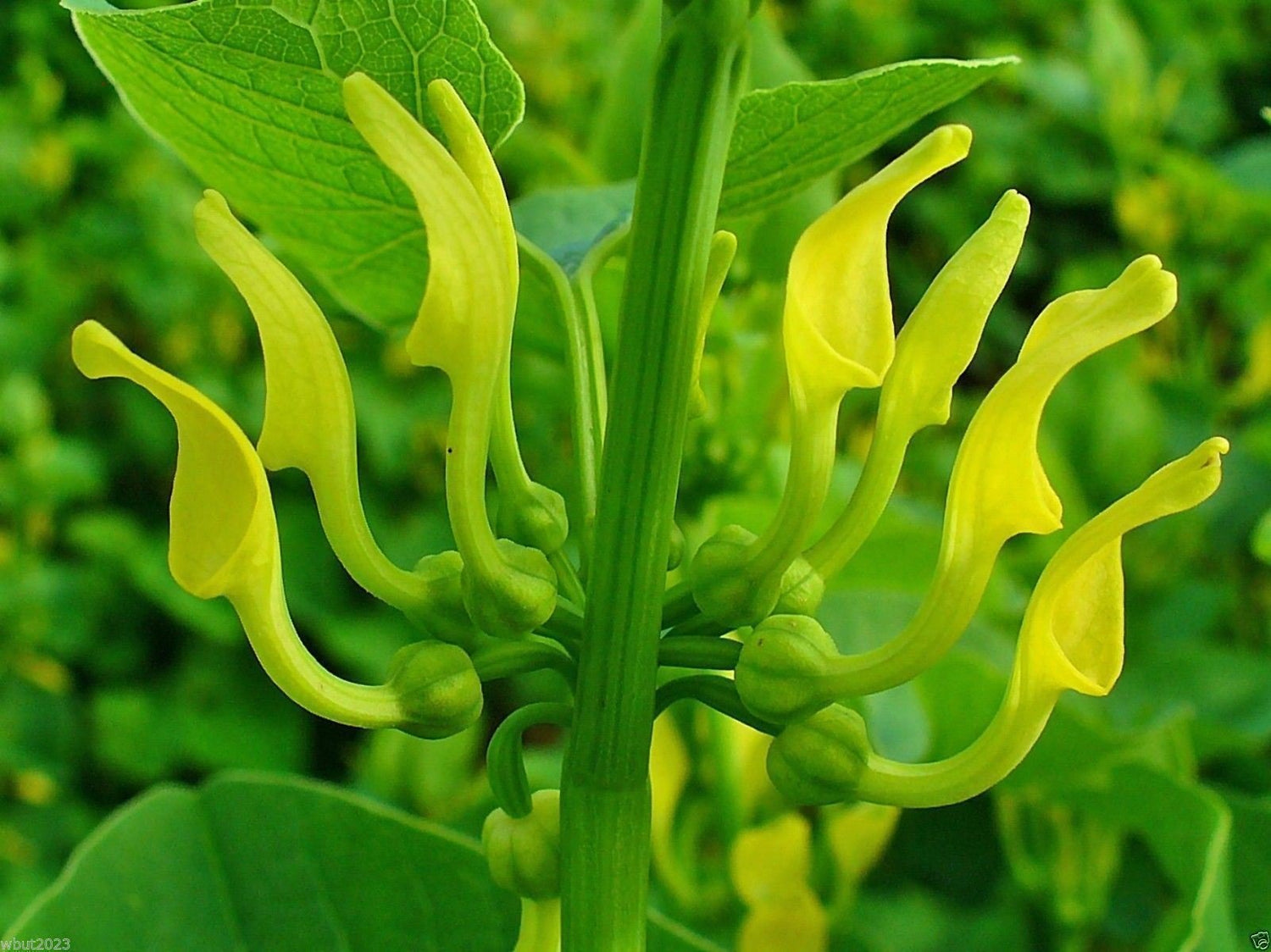 Birthwort Seeds (ARISTOLOCHIA clematitis Osterluzei) European pipevine