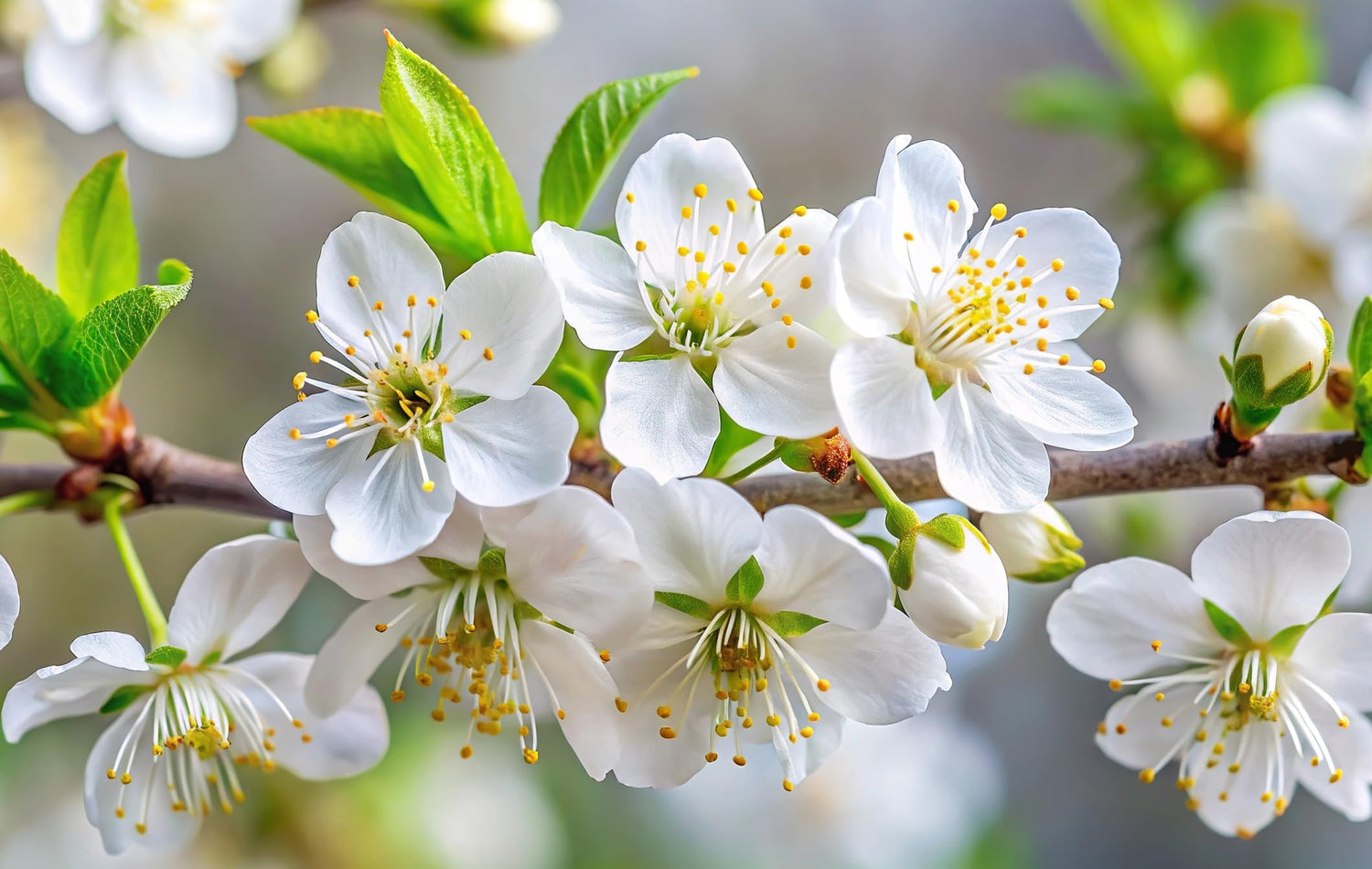 10 Nanking Cherry Tree Seeds for Planting - Stunning White Flowering Tree, Prunus tomentosa