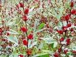 10 Seeds Jamaican Sorrel Seeds, AKA Florida Cranberry , Indian Roselle, Hibiscus Sabdariffa