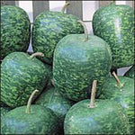 Apple Gourds (Large) Seeds (20+ Seeds) | Non GMO | Vegetable Fruit Herb Flower Seeds for Planting | Home Garden Greenhouse Pack