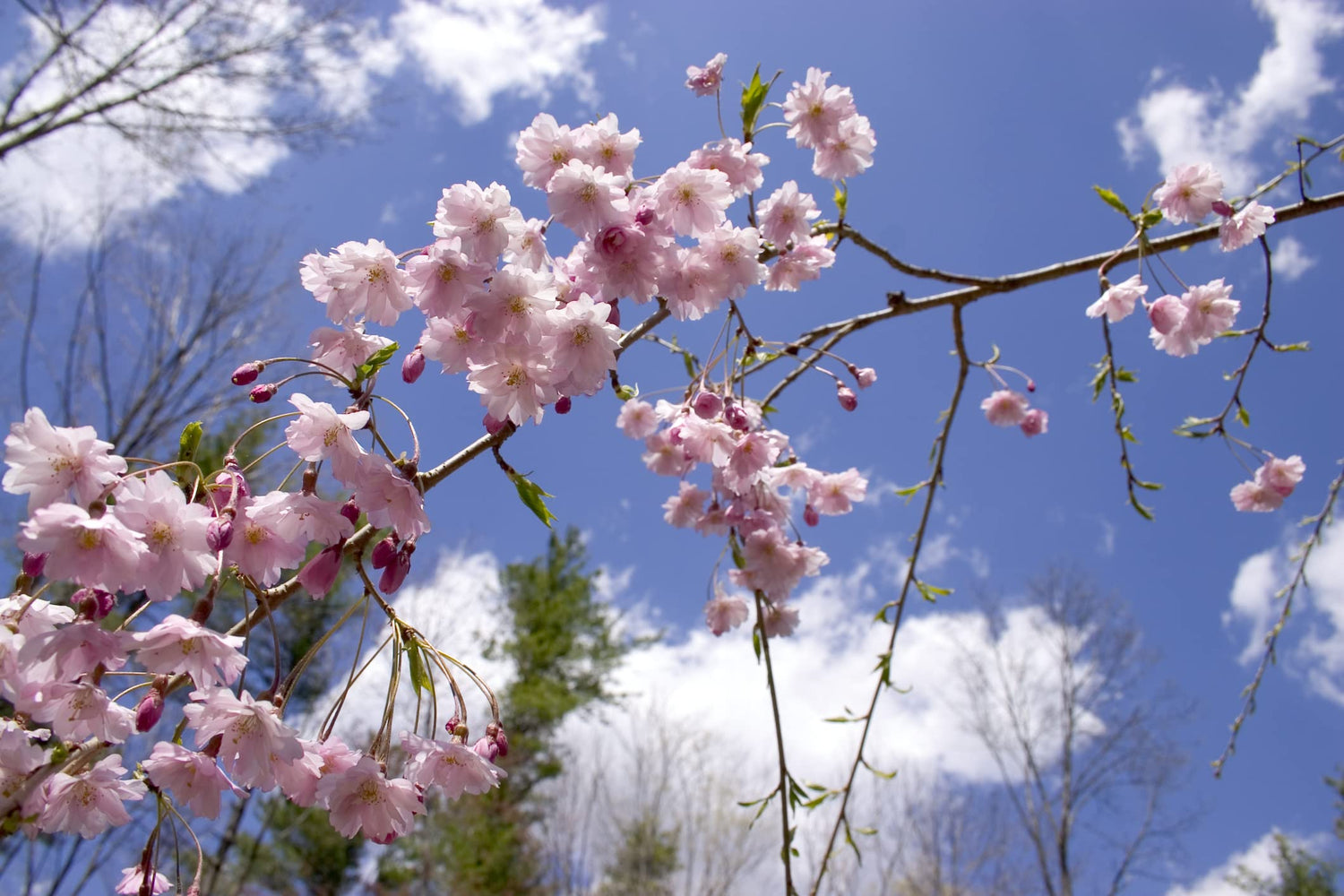Weeping Cherry Tree Seeds for Planting (8 Seeds) - Blooming Weeping Higan Cherry Tree Seeds - Rare Bonsai and Garden Tree Seeds