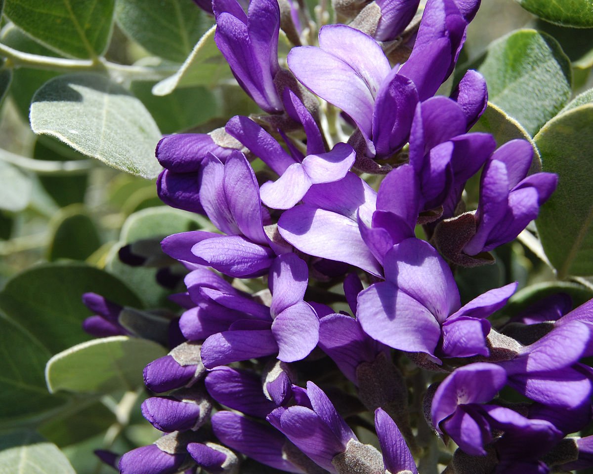 Mescal Bean Seeds for Planting (10 Seeds) - Texas Mescalbean, Texas Mountain Laurel, Frijolito, Frijolillo