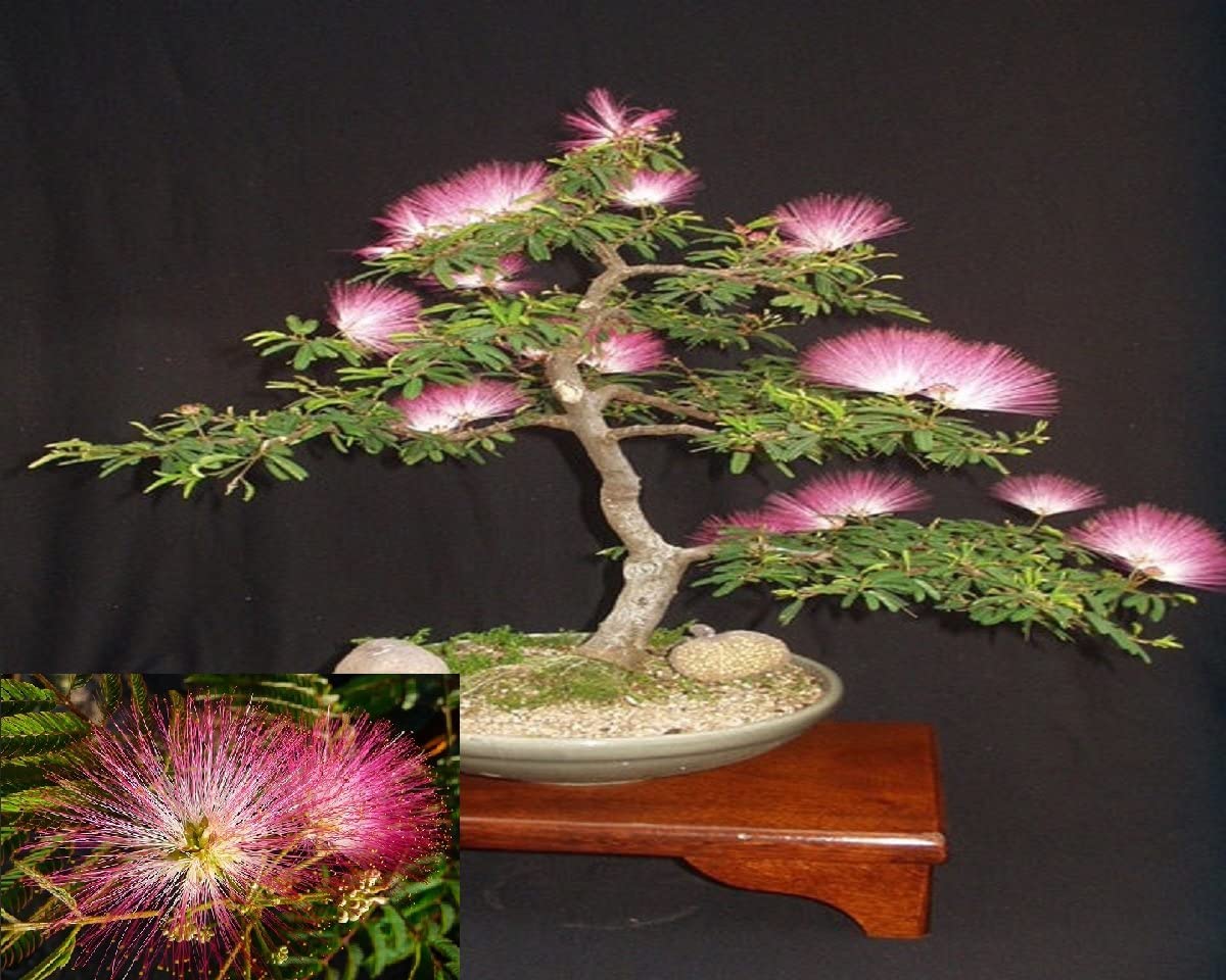 20 Albizia Julibrissin Mimosa Bonsai Tree Seeds for Planting - Persian Pink Silk Tree - Ships from Iowa, USA