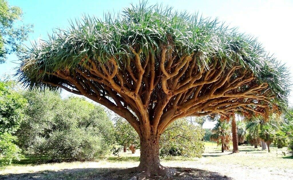 Tree Seeds 10 pcs Canary Island Dragon Blood Tree (Dracaena Draco) Showy,Exotic,