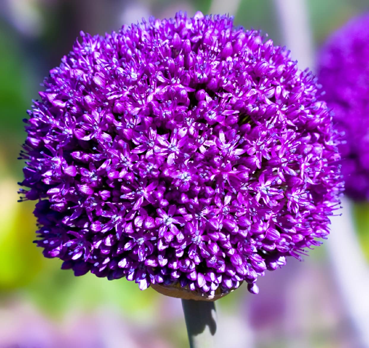 3 Purple Sensation Allium Bulbs - Large 4 to 6 inch Globe Shaped Flowers - Deer Resistant