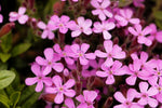Soapwort Seeds for Planting (30 Seeds) - Saponaria officinalis