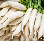 Japanese Daikon Radish Seeds for Planting - 100 Heirloom Non GMO Seeds - Full Planting Instructions to Plant & Grow a Home Vegetable Garden