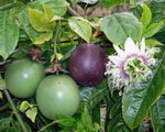 New Passion Fruit Passiflora edulis Fruit 20+ Seeds