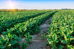 Sugar Beets Deer Food Plot Seeds - 500 Seeds to Grow - Whitetail Deer Go Wild for Sugar Beets