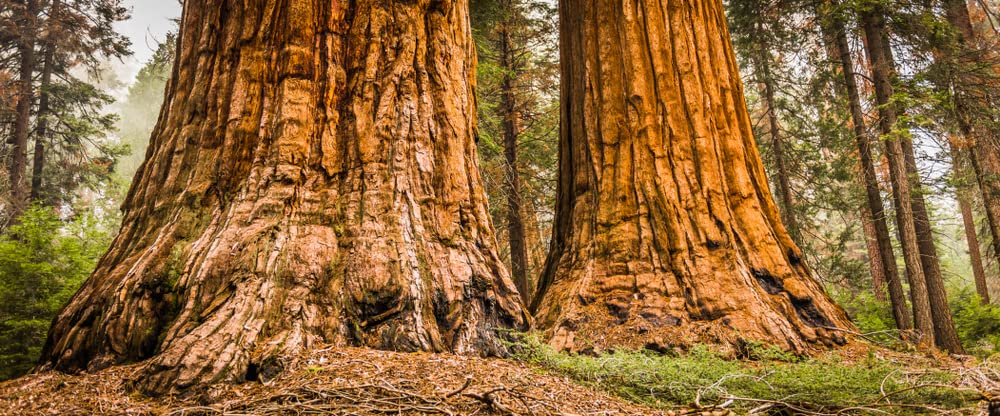 California Dawn Redwood Bonsai Tree Seeds - 30 Seeds - Ships from Iowa, USA