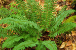 Christmas Fern Plant Rootstock - Easy to Grow - Hardy Perennial Ferns
