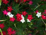 Flowering Cypress Vines Seeds - 50+ Seeds to Grow - Hummingbird Vine Plant