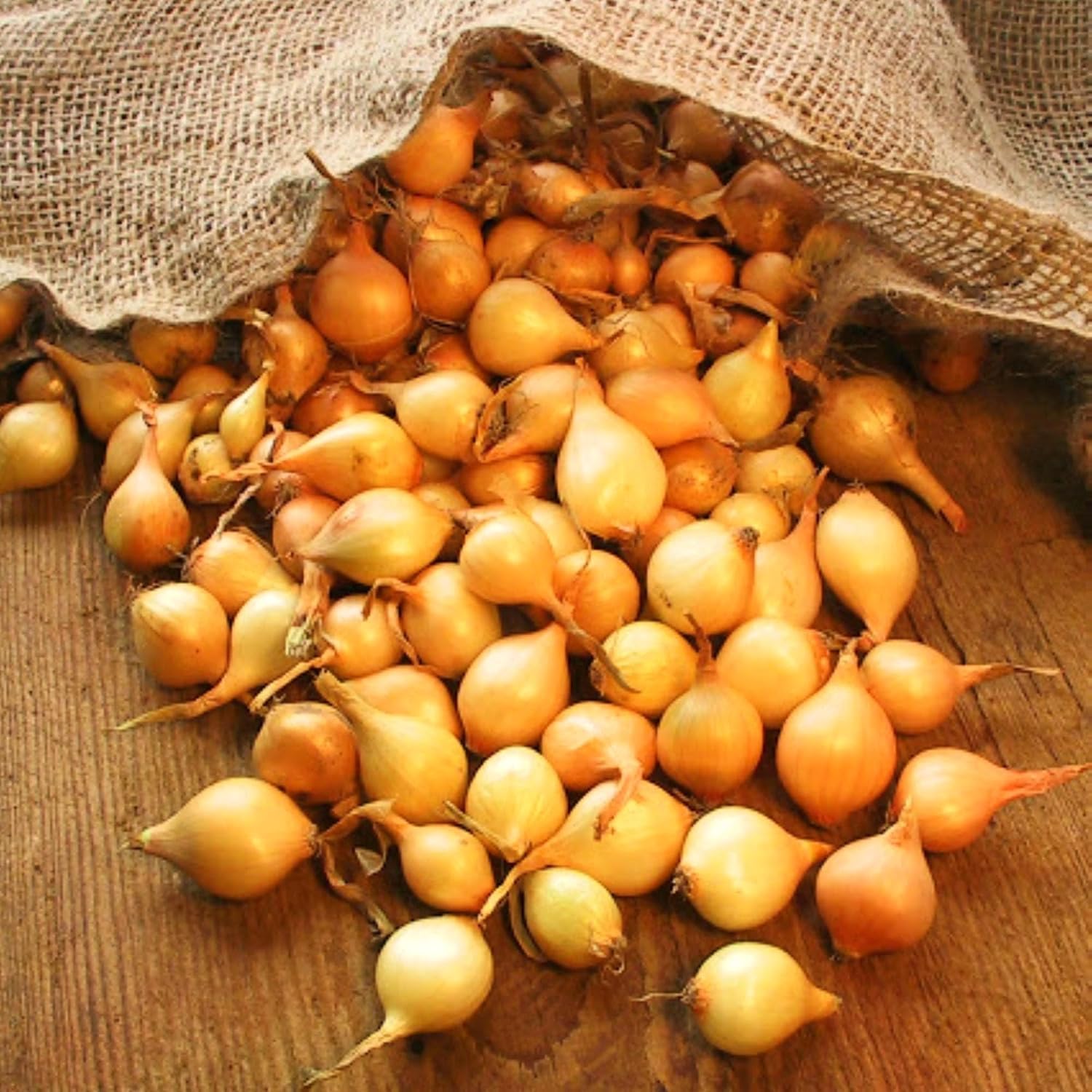 Stuttgarter Onion Sets for Planting - Easy to Grow Garden Vegetables - by The Pound
