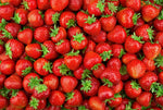 Ozark Beauy Strawberry Plants - Iconic Strawberry Variety - Bare Root Plants