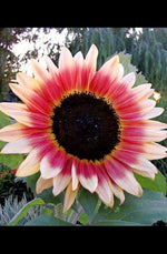 Strawberry Blonde Sunflower Seeds - 20 Seeds to Grow - Helianthus Annuus, Pink and Yellow Sunflower