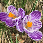 Crocus vernus Flowering 'Pickwick' (Dutch Crocus) Size 9/10 cm, Bulbs for Planting, Open Pollinated, Heirloom, Non-GMO, Bulbous Perennial, Cup-Like Silver-Lilac Flowers (5 Bulbs)