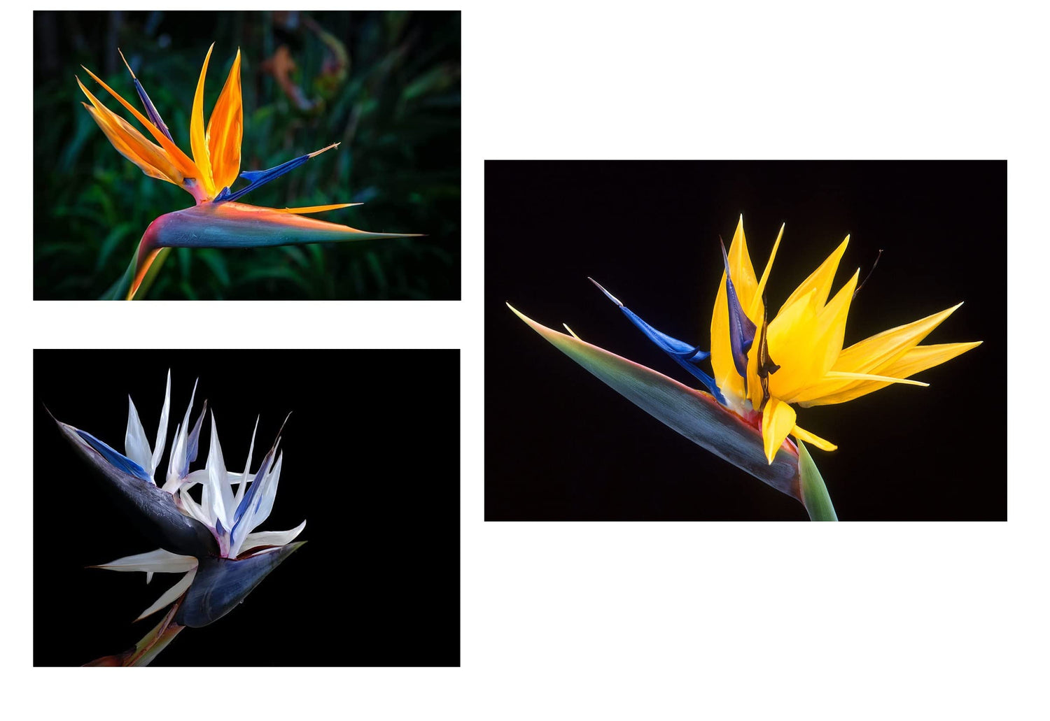 Bird of Paradise Flower Seed Bundle - 3 Colors, Orange, Yellow, White - 5 Seeds of Each Type to Grow - Great Indoor Tropical Plant or Bonsai - Strelitzia Reginae