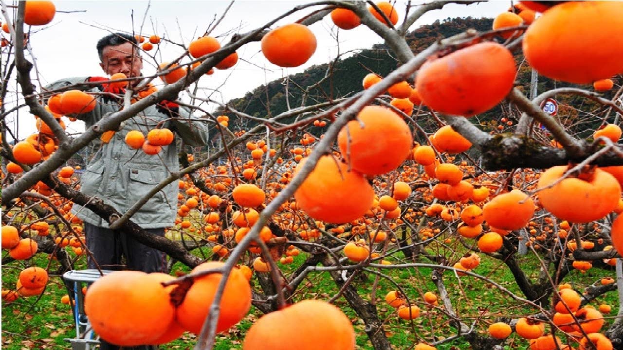 Japanese Persimmon Tree Seeds for Planting - 10 Seeds - Diospyros kaki - Popular Outdoor Tree or Bonsai