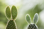 White Bunny Ears Cactus Seeds - 30 Seeds - Opuntia microdasys var. albaspina - Exotic Cactus Popular for Bonsai or Container Growing
