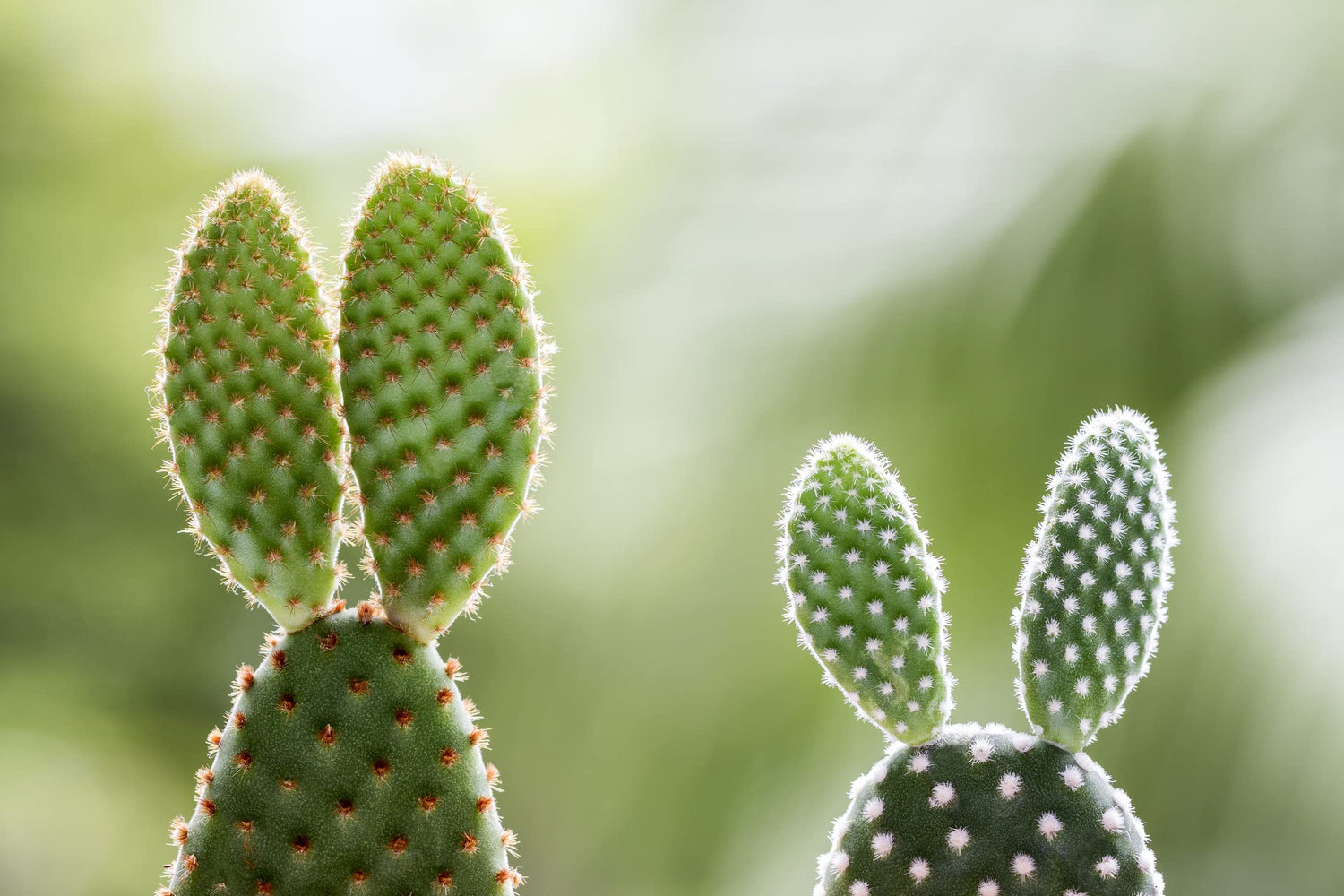 White Bunny Ears Cactus Seeds - 30 Seeds - Opuntia microdasys var. albaspina - Exotic Cactus Popular for Bonsai or Container Growing