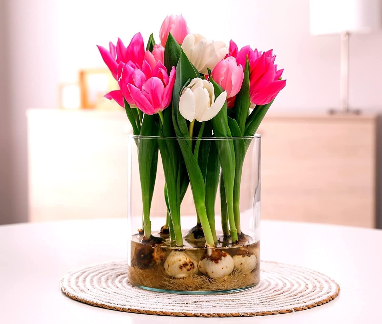 Pre-Chilled Tulip Bulbs for Forcing - Grow Indoors in Just Water - Mixed Color - Easy to Grow - Vase Not Included - Prechilled Indoor Bulbs