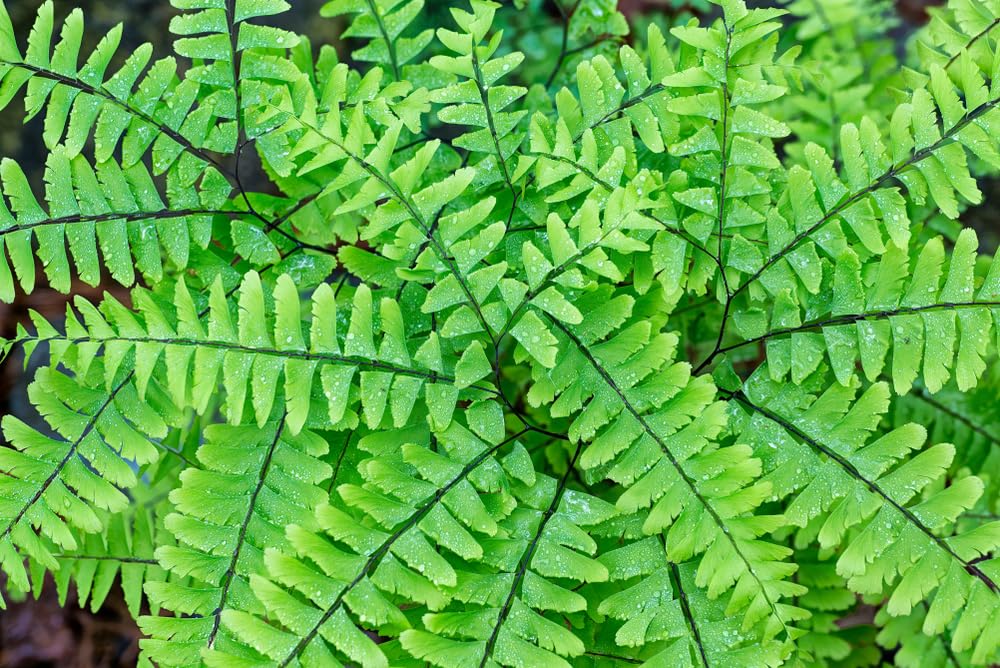 Maidenhair Fern Plants to Grow, Fresh Rootstock - Easy to Grow - Hardy Perennial Ferns