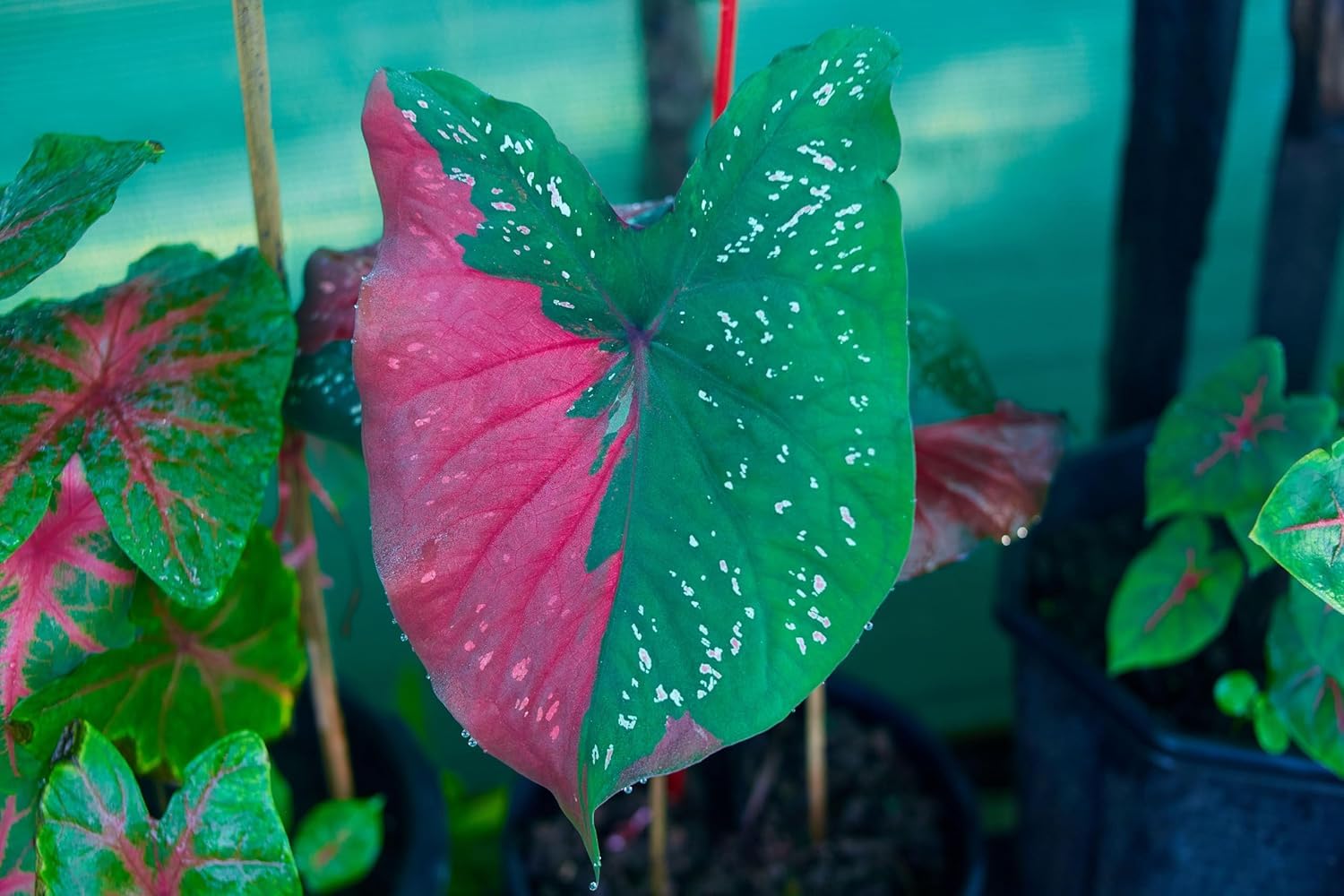 Harrison Strap Caladium Bulbs for Planting -Multi Color Leaf - Perennial Hosta, Elephant Ears, Fancy
