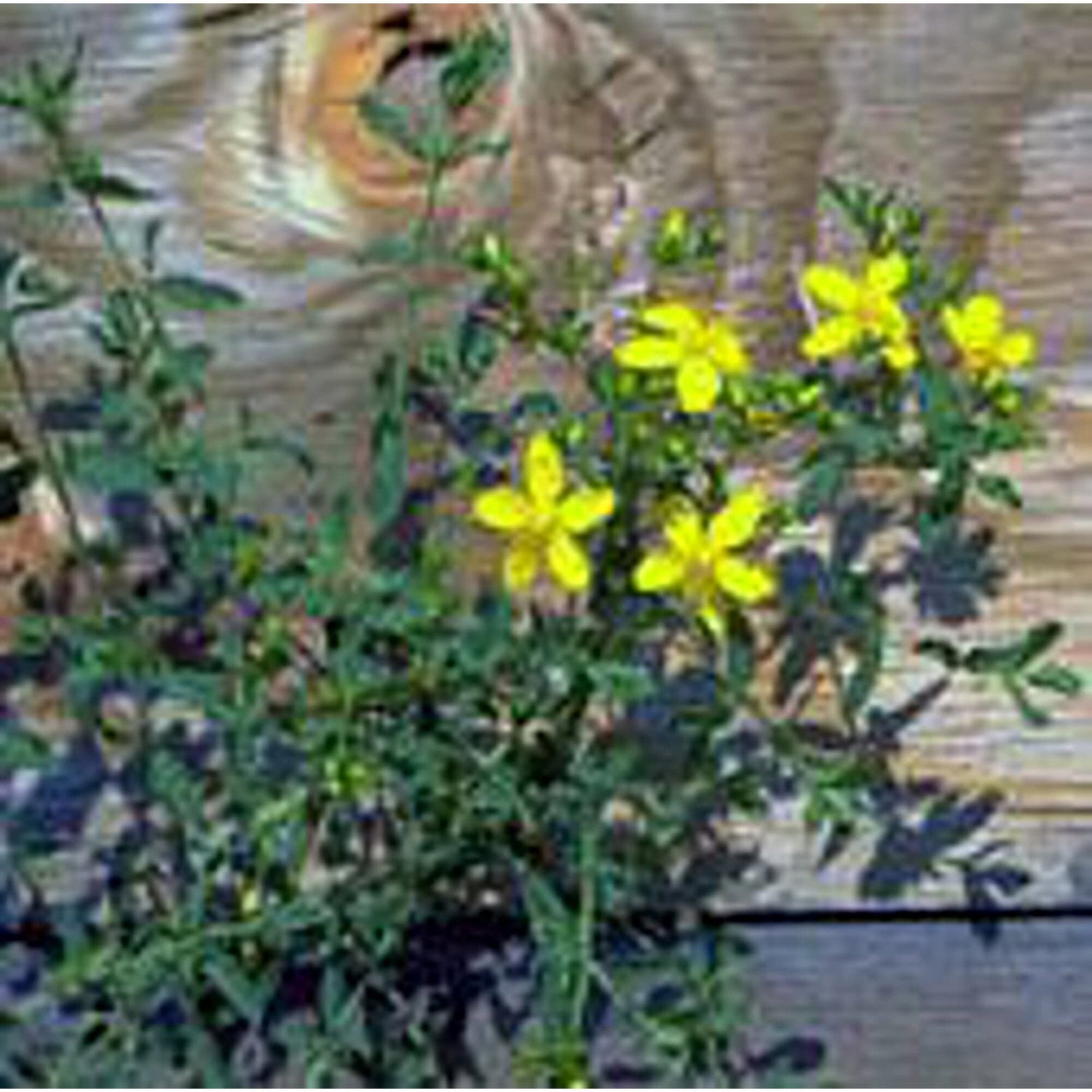 St John's Wort Seeds (20+ Seeds) | Non GMO | Vegetable Fruit Herb Flower Seeds for Planting | Home Garden Greenhouse Pack