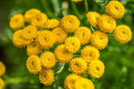 100 Seeds - Tansy Seeds~Chrysanthemum Vulgare-Golden Button,Perennial Herb,Heirloom