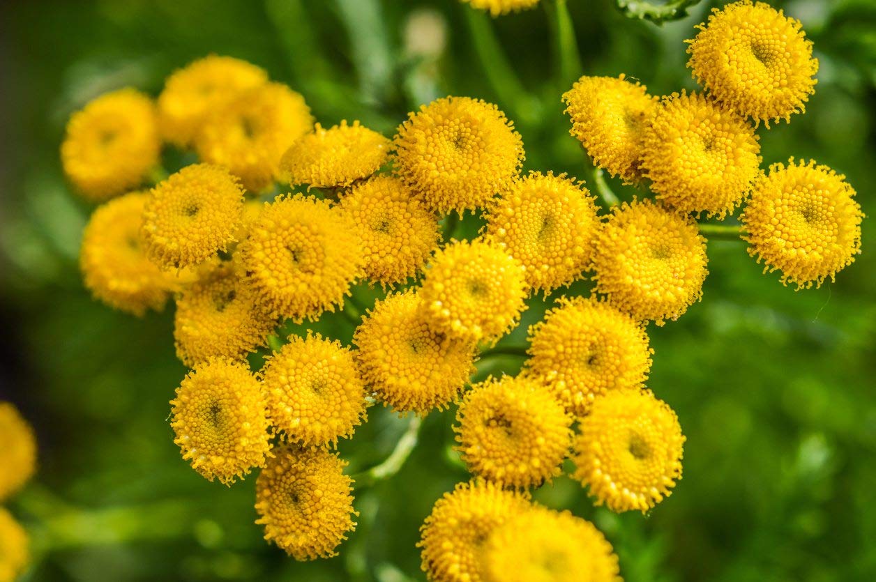 100 Seeds - Tansy Seeds~Chrysanthemum Vulgare-Golden Button,Perennial Herb,Heirloom