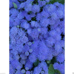 Flossflower Seeds,Garden Ageratum, Ageratum Mexicanum Blue Mink, Blueweed !(1000 Seeds)